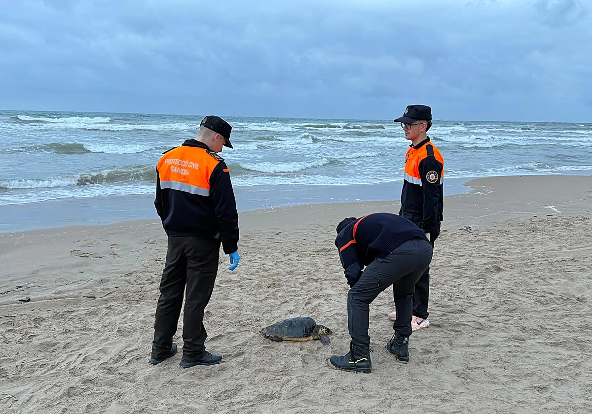 Gandia Intensifica la Vigilancia para Proteger las Dunas y el Preciado Chorlitejo Patinegro en la Playa del Auir