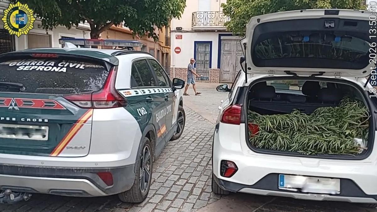 Desmantelan una plantación de marihuana en Benifairó de la Valldigna - Levante